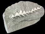 Archimedes Screw Bryozoan Fossil - Illinois #53348-2